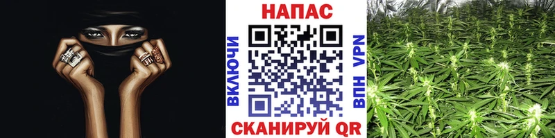 Конопля сатива  Шали 